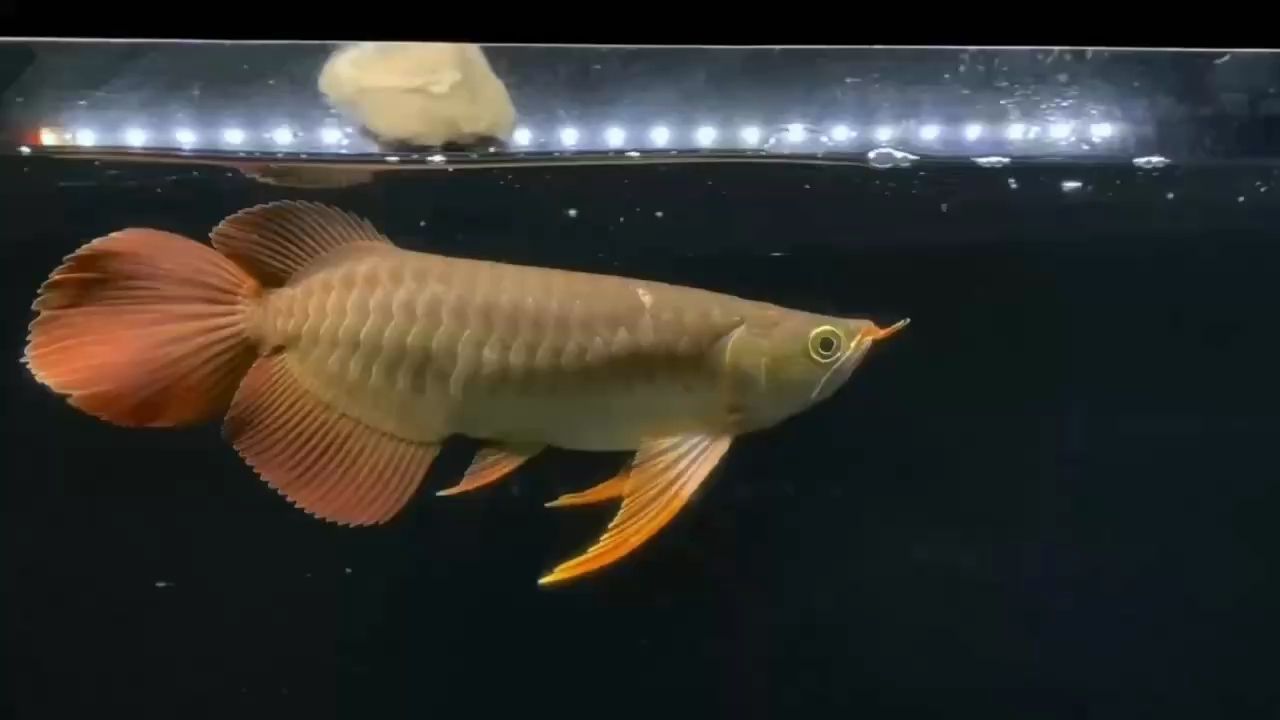 我想看小龍魚長什么樣子：小龍魚在水中游動時展現(xiàn)出一種優(yōu)雅而神秘的氣質(zhì)