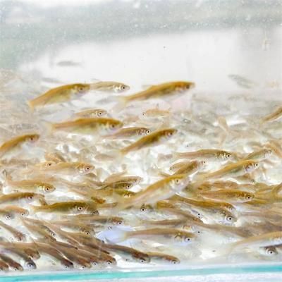 龍魚喂食草魚苗給龍魚好嗎龍魚喂草魚苗好嗎：龍魚喂食草魚苗好嗎