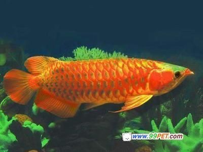 金龍魚的標準：金龍魚的產品嚴格遵守了多個國家和地區的食品安全標準 金龍魚的標準：金龍魚的產品嚴格遵守了多個國家和地區的食品安全標準 龍魚百科