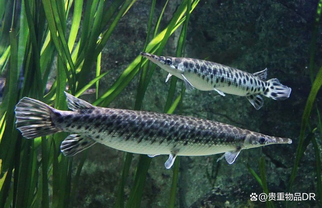 六角恐龍魚如何飼養和喂養