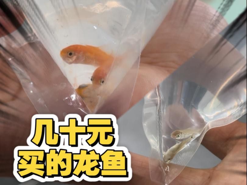 如何判斷龍魚苗的健康狀況？