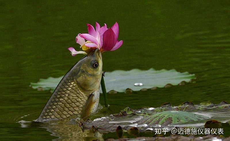 如何判斷龍魚苗的健康狀況？