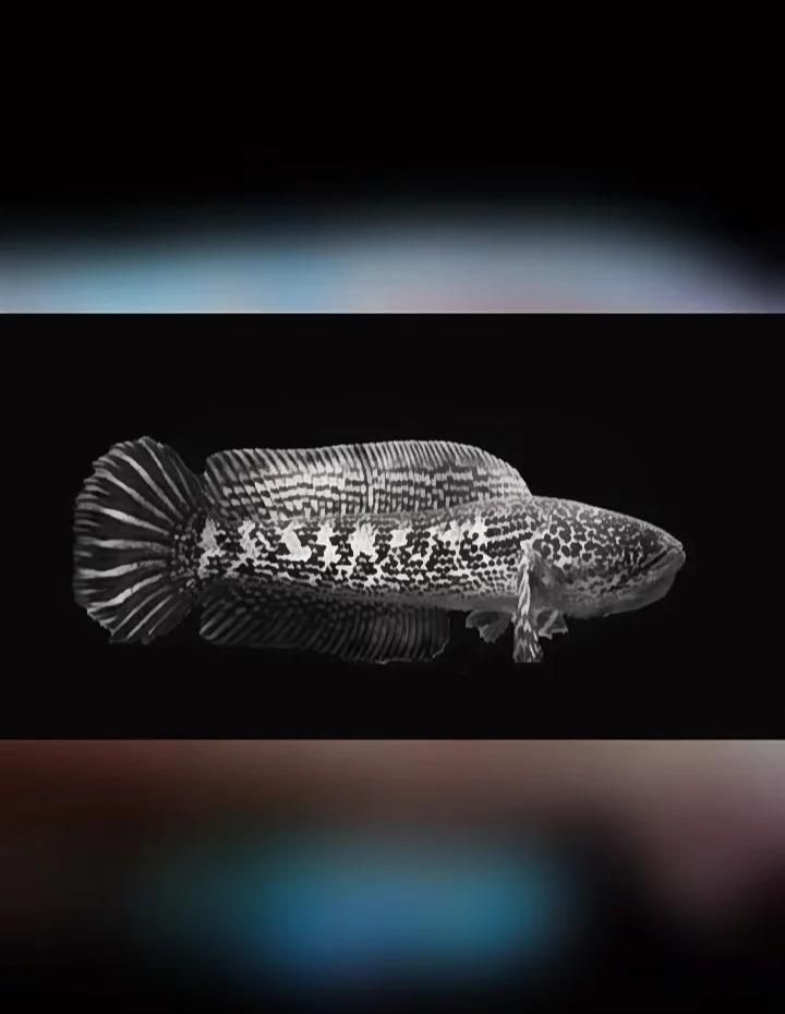 如何安全地食用雷龍魚？