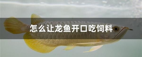 龍魚吃小河蝦好嗎：龍魚吃小河蝦是好的，但需要注意一些事項