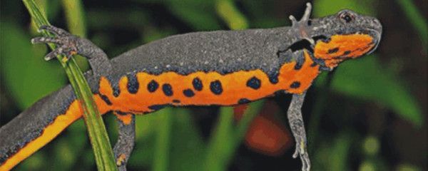 龍魚吃小河蝦好嗎：龍魚吃小河蝦是好的，但需要注意一些事項