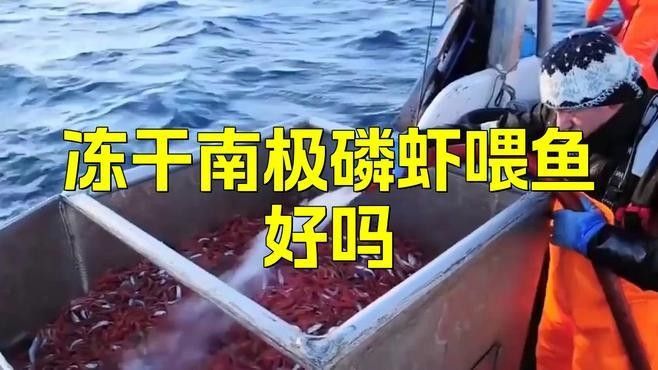龍魚訓食飼料 蝦飼料