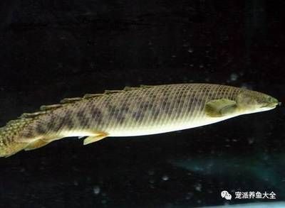 大花恐龍魚多少錢一條，大花恐龍魚價格在100元至500元人民幣不等