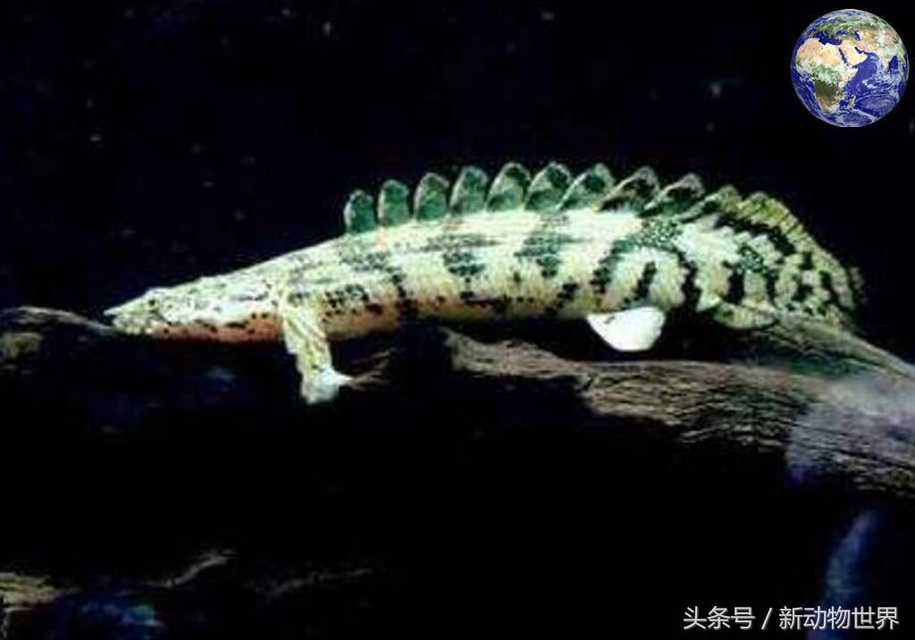 大花恐龍魚多少錢一條，大花恐龍魚價格在100元至500元人民幣不等