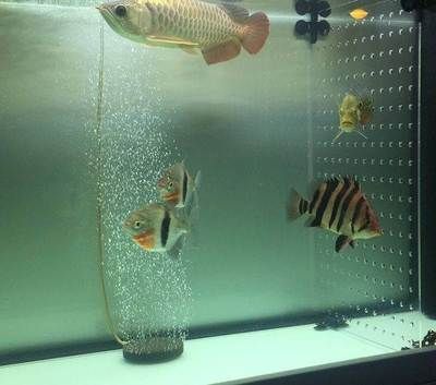 龍魚混養喂食時間：龍魚混養喂食時間、頻率、量以及注意事項
