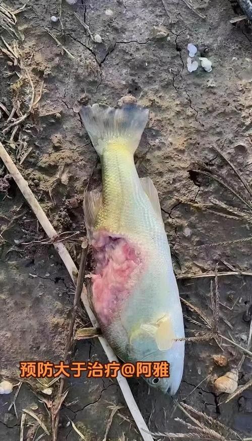 龍魚跳缸是什么征兆圖片