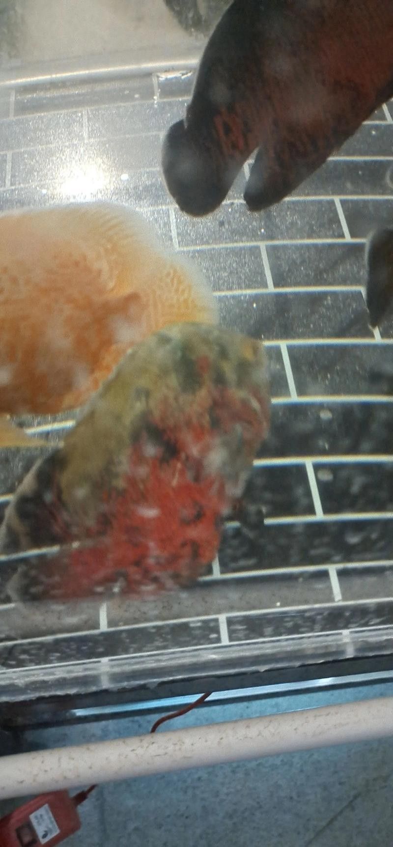 龍魚跳缸是什么征兆圖片