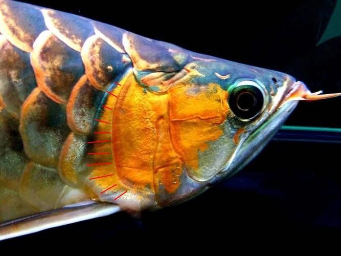 龍魚跳缸是什么征兆圖片