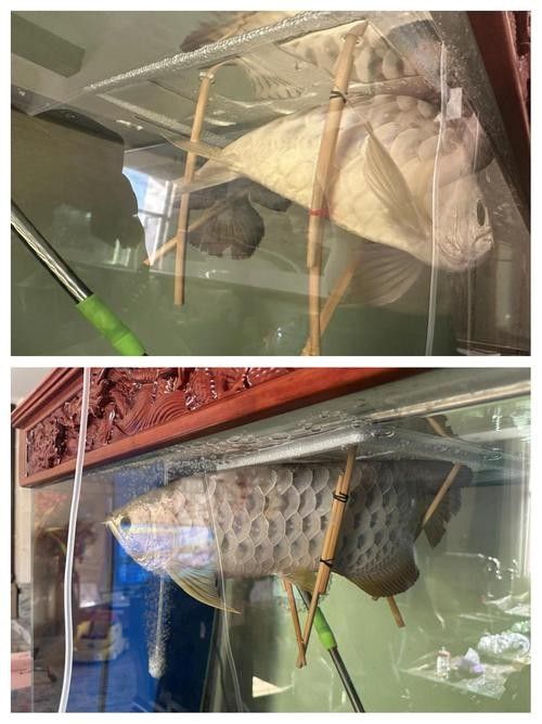 龍魚跳缸是什么征兆圖片