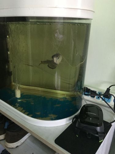 龍魚跳缸是什么征兆圖片
