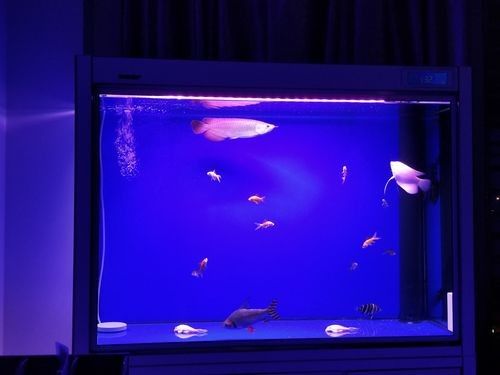龍魚跳缸是什么征兆圖片