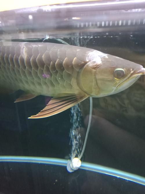 龍魚跳缸是什么征兆圖片