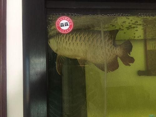 龍魚跳缸是什么征兆圖片