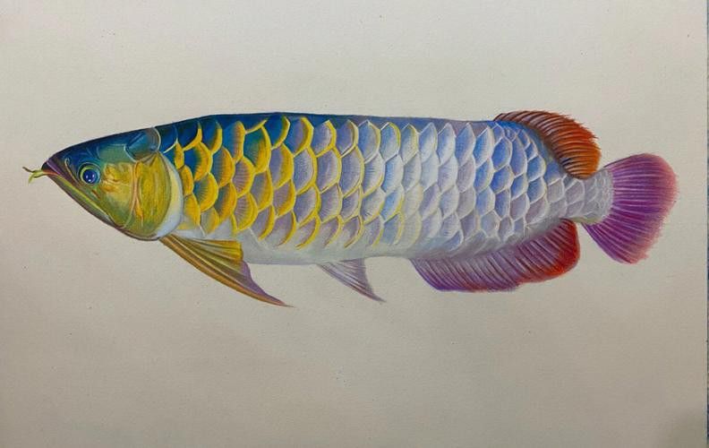 金龍魚長什么樣啊圖片