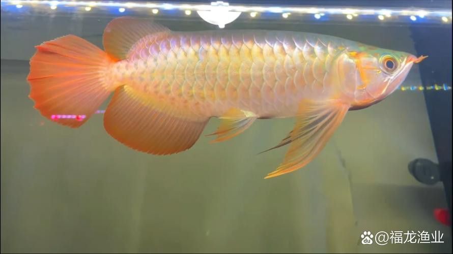 金龍魚長什么樣啊圖片