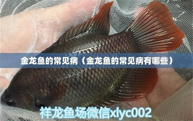 金龍魚疾病及醫(yī)治（金龍魚常見疾病及其治療方法） 金龍魚疾病及醫(yī)治（金龍魚常見疾病及其治療方法） 龍魚百科 第2張