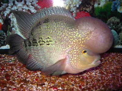 龍魚須長肉瘤怎么治療最好：龍魚須長肉瘤怎么治療