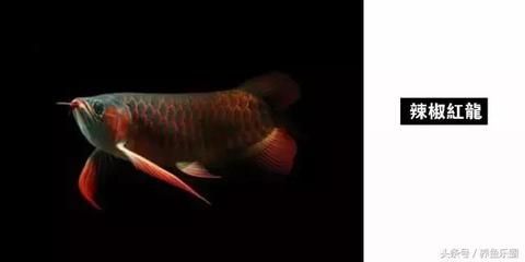 名貴龍魚品種大全（名貴的龍魚品種）