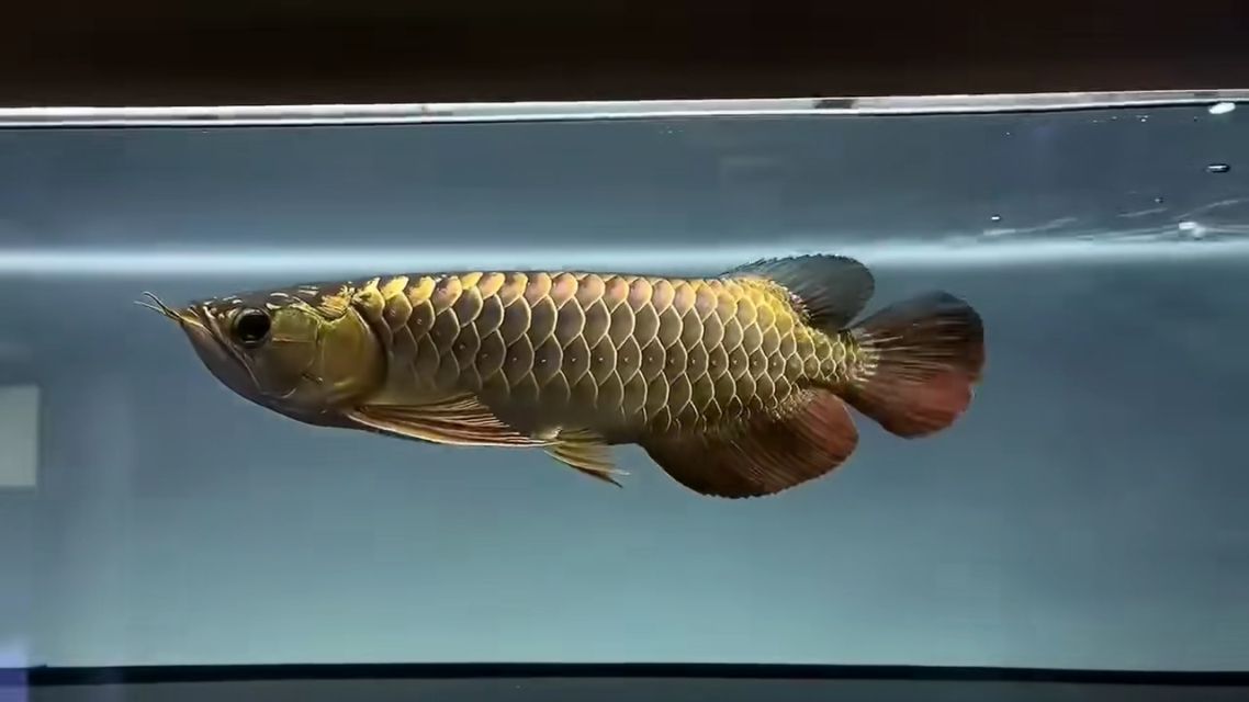 金龍魚35公分還沒過背（35公分的金龍魚還能爬背么）