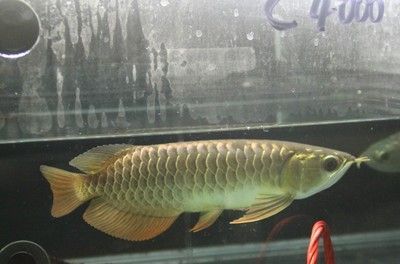 金龍魚35公分還沒過背（35公分的金龍魚還能爬背么）