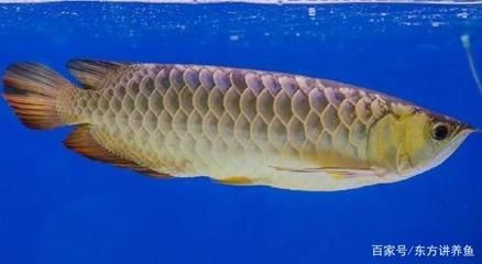 為什金龍魚那么貴：金龍魚為什么那么貴