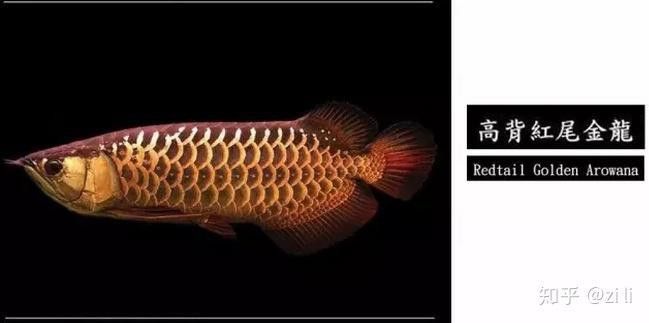 金龍魚和星點龍的區(qū)別在哪里