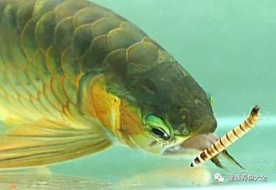 大龍魚是什么魚類（常見的5種龍魚,你都養(yǎng)過嗎今日頭條龍魚的習性介紹）