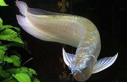 銀龍魚八斤多少錢（八斤的銀龍魚價格是多少？）