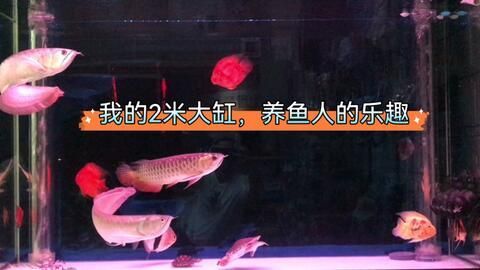 紅龍魚換水操作指南：如何正確進行紅龍魚換水操作