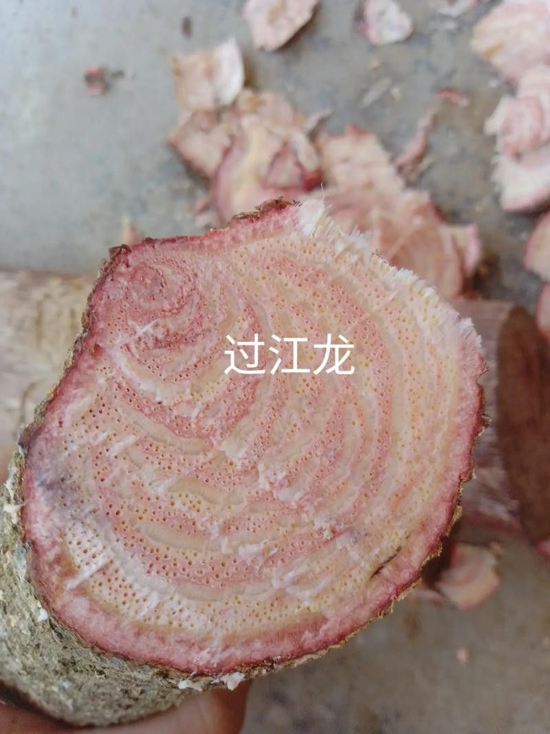 過江龍魚圖片高清圖