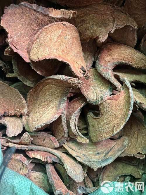 過江龍魚圖片高清圖
