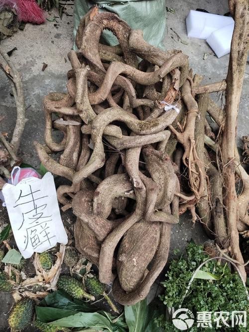 過江龍魚圖片高清圖