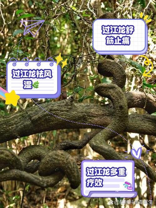 過江龍魚圖片高清圖