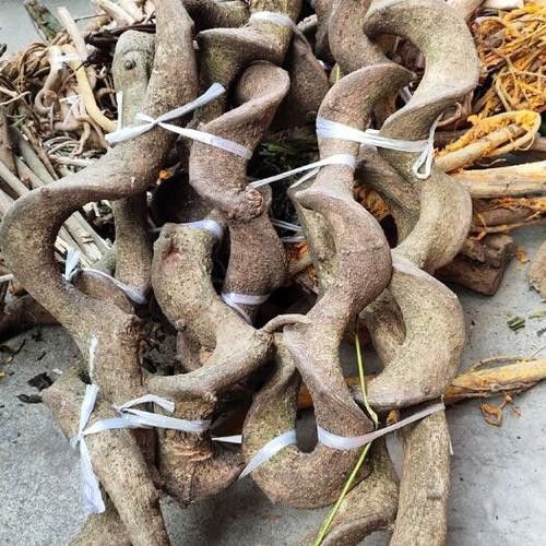 過江龍魚圖片高清圖