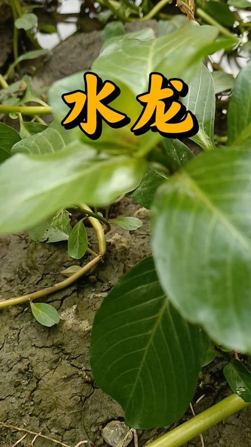 過江龍魚圖片高清圖