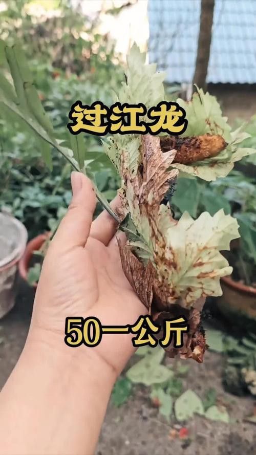 過江龍魚圖片高清圖