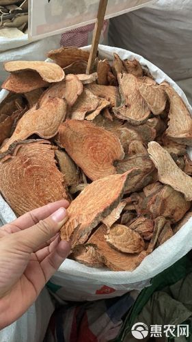 過江龍魚圖片高清圖