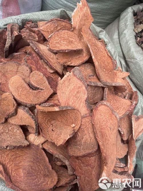 過江龍魚圖片高清圖