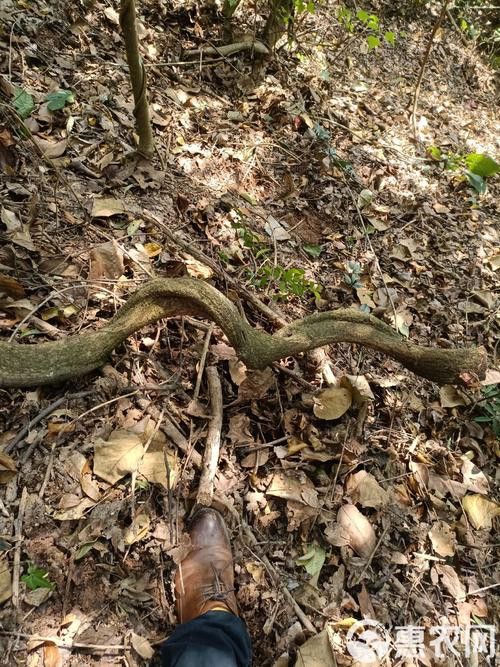 過江龍魚圖片高清圖