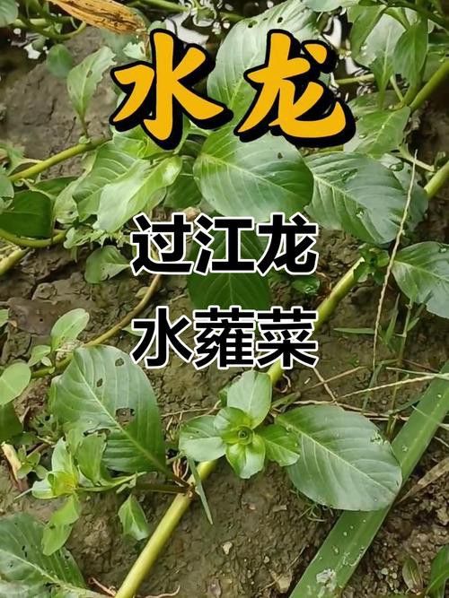 過江龍魚圖片高清圖