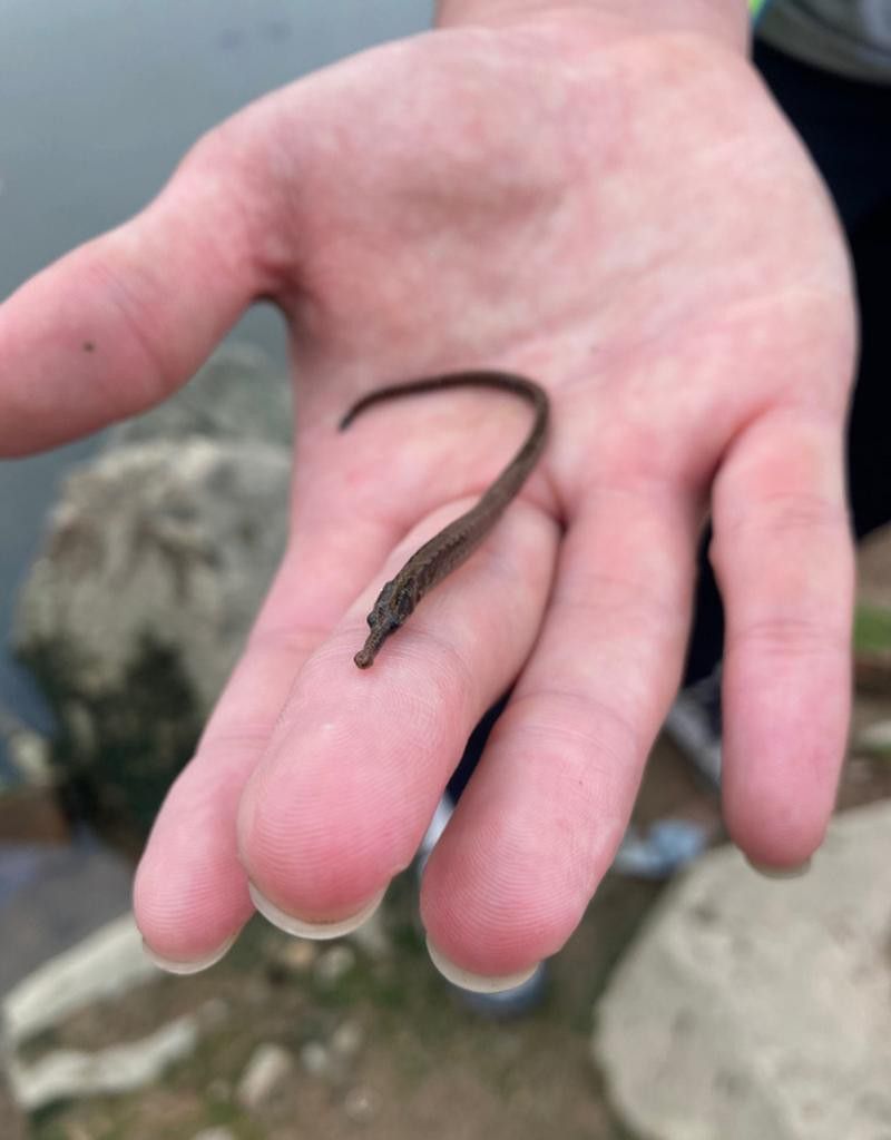 過江龍魚圖片高清圖