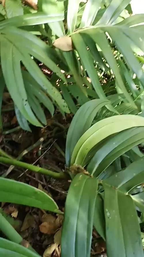 過江龍魚圖片高清圖