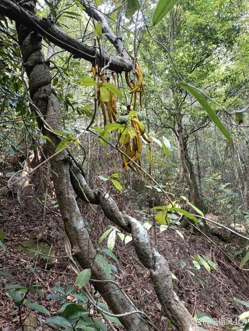 過江龍魚圖片高清圖