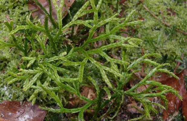 過江龍魚圖片高清圖