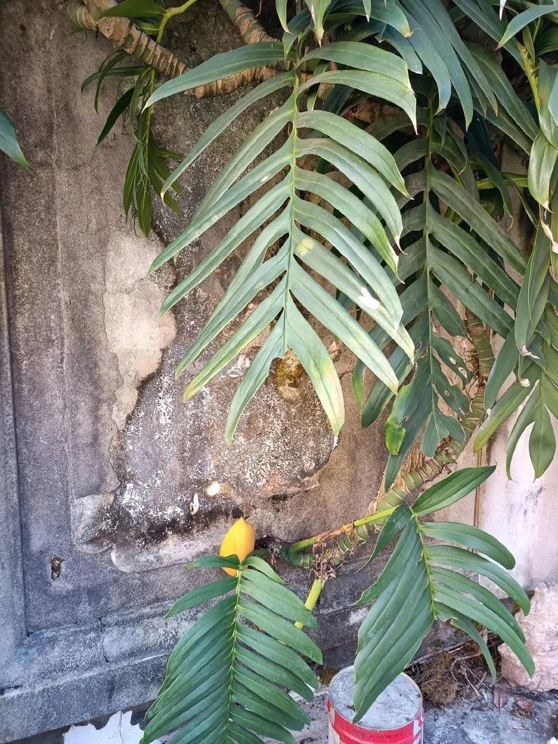 過江龍魚圖片高清圖