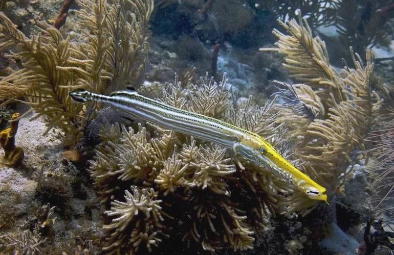 過江龍魚圖片高清圖